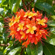 Ashok